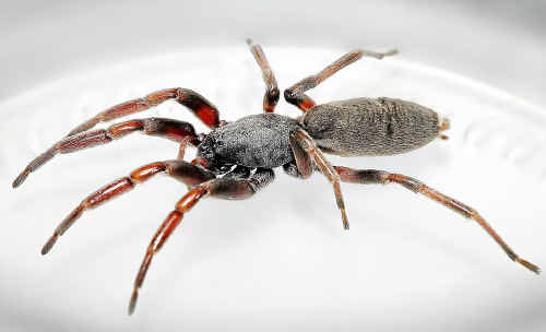 A white-tailed spider. A white-tailed spider.